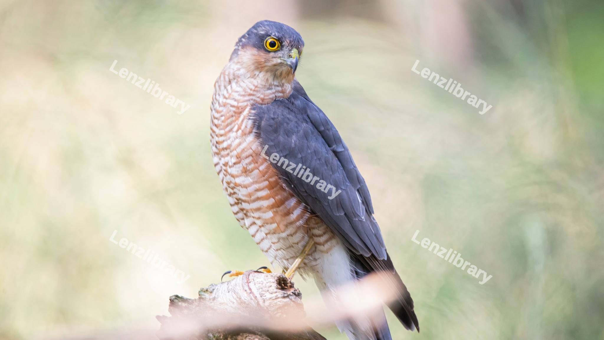 Eurasian sparrowhawk in a lake